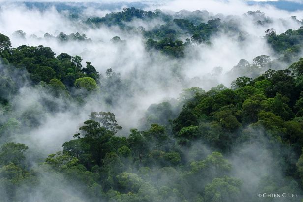 01 Ulu Ulu Resort Brunei View over misty forest cld1705369 - Copy.jpg