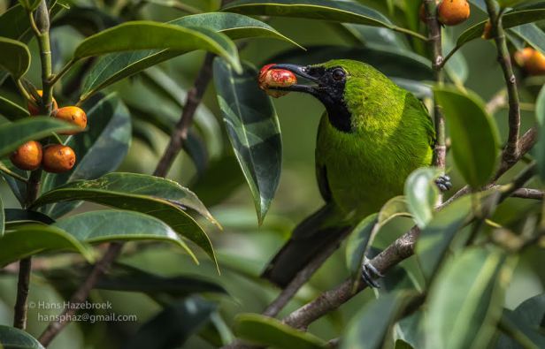 Female Bornean eating Sicus subgelderi.jpg