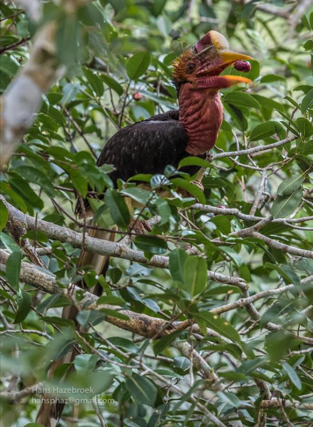 Helmeted on callophylla .jpg