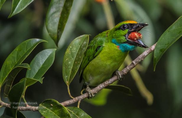 Yellow-crowned Barbet 02 .jpg