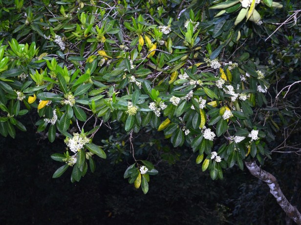 10_Apocynaceae_cf. Alstonia (15)_DSC_3828.JPG