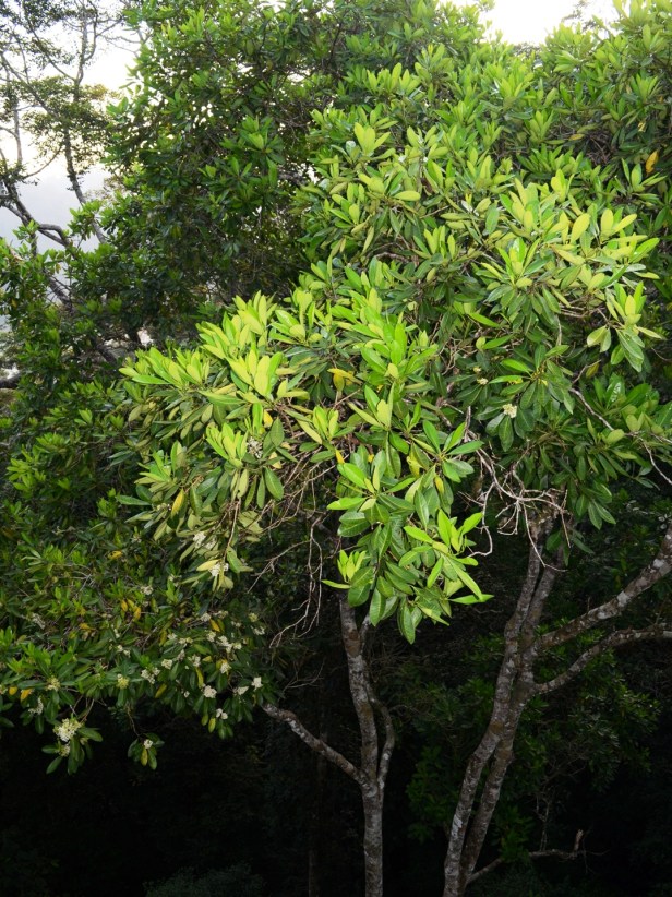 10_Apocynaceae_cf. Alstonia (15)_DSC_3829.jpg