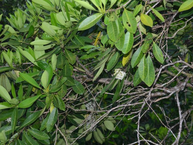 10_Apocynaceae_cf. Alstonia (15)_DSC_3831.JPG