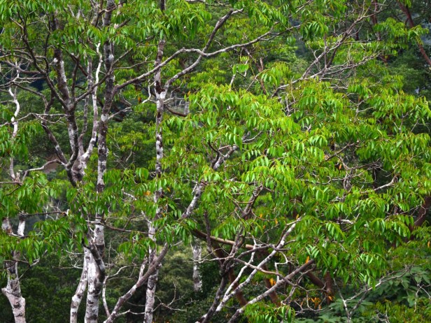 31_Koompasia Burseraceae 1_DSCDSC_1622