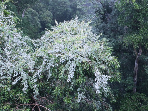 3P7A0894 - enhanced Copy.JPG