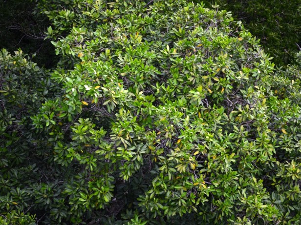 4_Apocynaceae_cf. Alstonia_DSC_1416