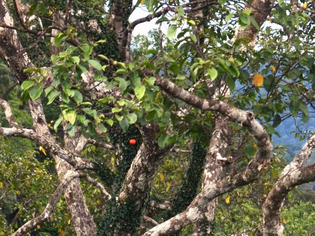 6_Ficus punctata 02 Moraceae_Ficus 8_DSC_1422 - Copy (2)