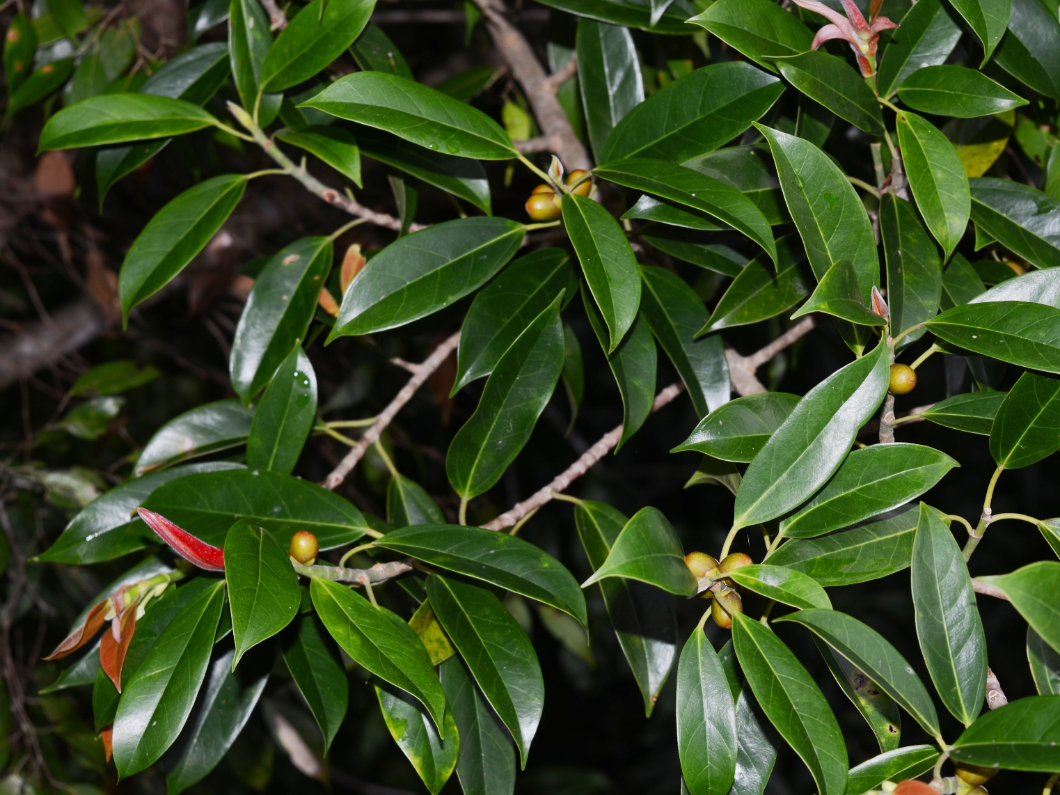 Subulate Ficus 002 Ficus subgelderi MORACEAE – PLANTS of the BELALONG CANOPY WALKWAY