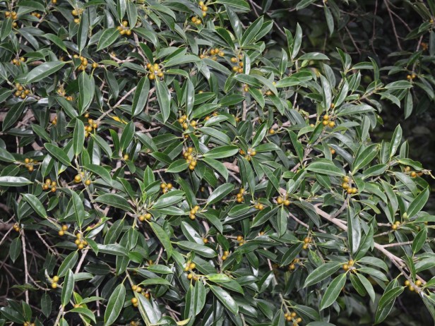 7_Ficus subgelderi Moraceae_Ficus 7_DSC_1443