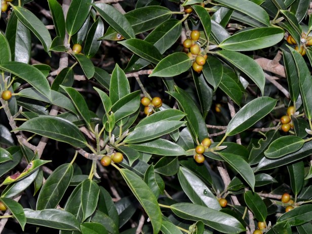 7_Moraceae_Ficus 7 02 _DSC_1443