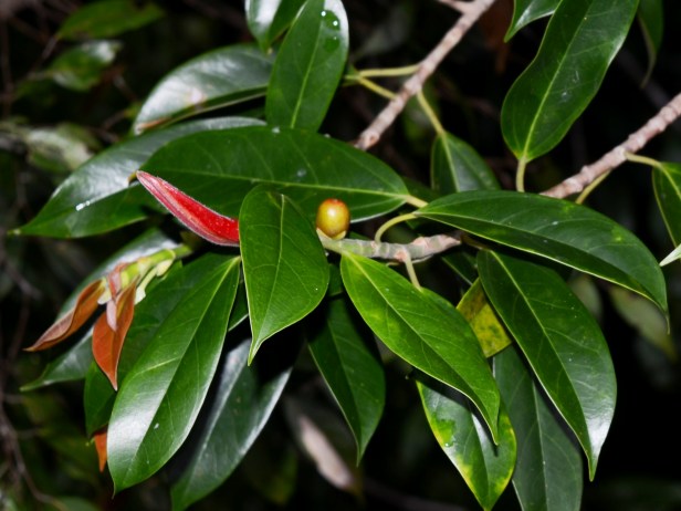 7_Moraceae_Ficus 7_DSC_1438