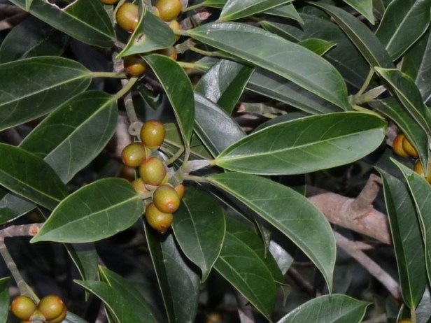 7_Moraceae_Ficus 7_DSC_1443