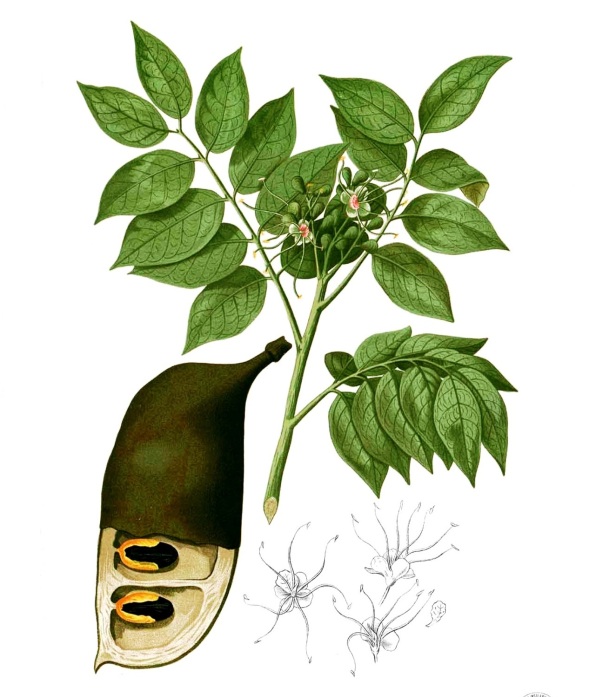 Afzelia rhomboidea Fabaceae.jpg