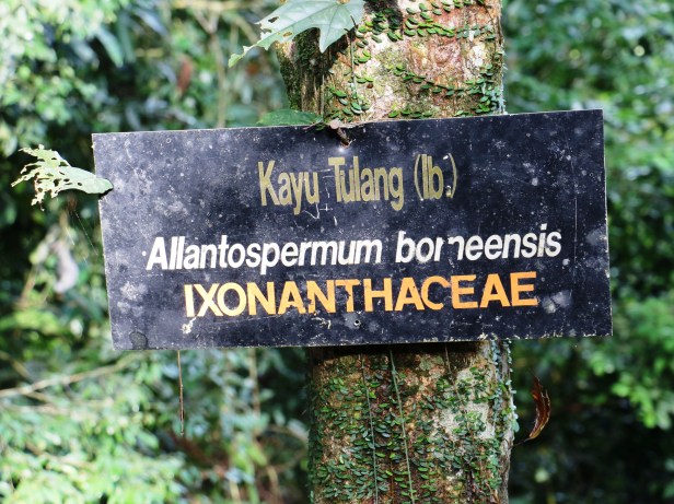 Allantospermum 3P7A0607.JPG