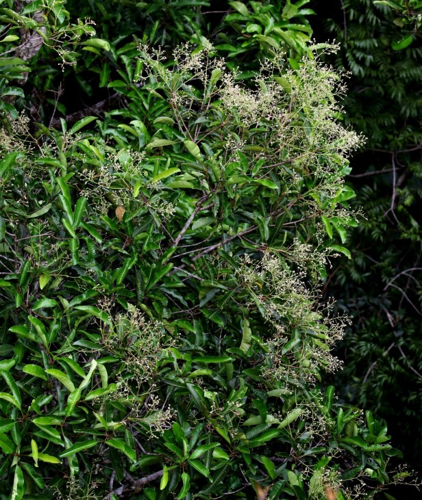 Allantospermum borneense 3P7A4422