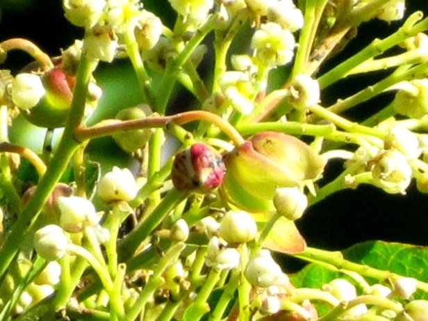 Allantospermum borneense fruit 02 1492 - Copy