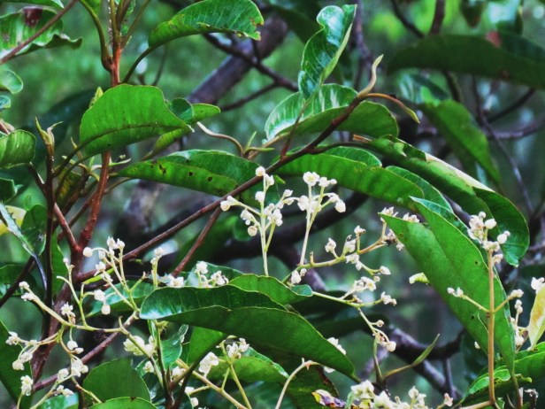 Allantospermum borneense IMG_1090 - Copy