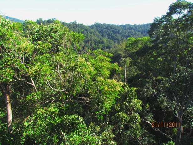 Allantospermum borneense IMG_1490