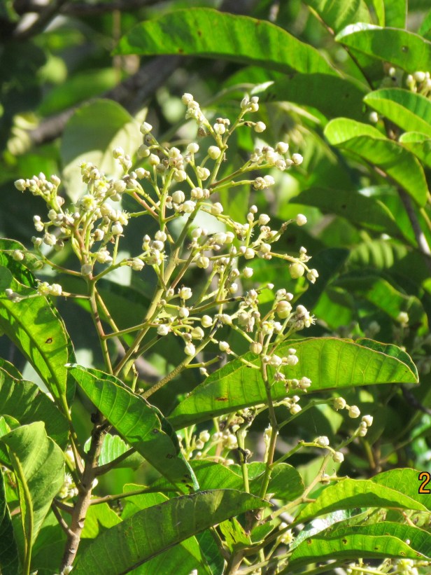 Allantospermum borneense IMG_1492 - Copy