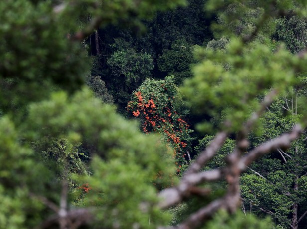 Bauhinia kockiana 3P7A4371