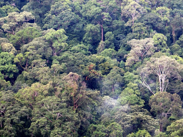 Bauhinia kockiana  BCW  IMG_0504.JPG