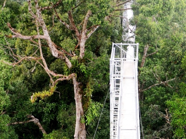 Belalong Canoy Walkway IMG_0316