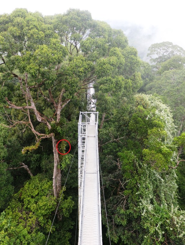 Coelogune on 029 BCW IMG_0316 - Copy.JPG