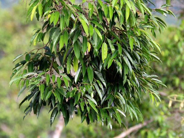 Dryabalanops lanceolata IMG_0576