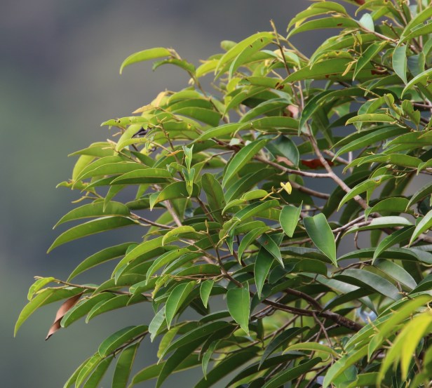 Dryabalanops lanceolata IMG_0585.JPG