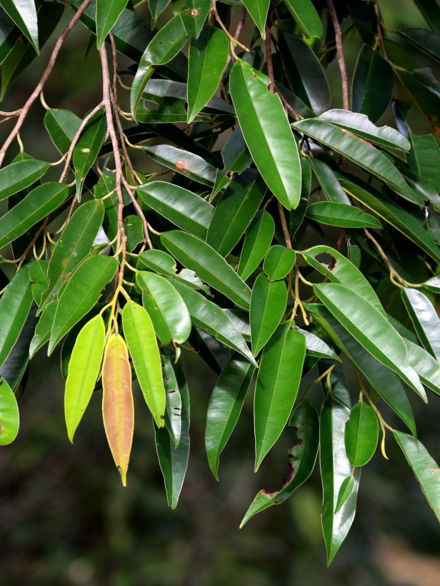 Dryabalanops lanceolata IMG_0629 - Copy
