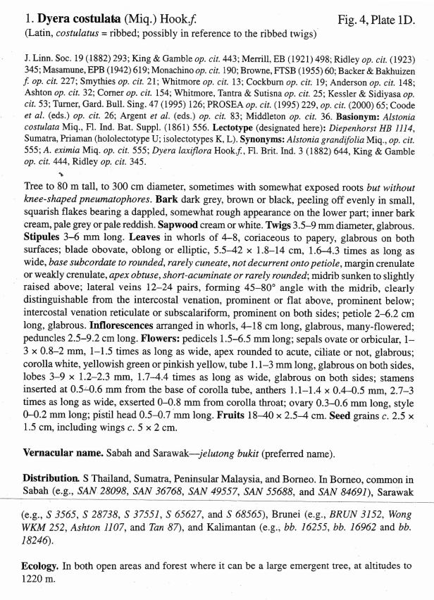 Dyera costulata text.jpg