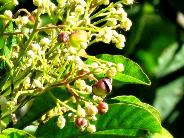 FRUIT IMG_1492 - Copy - Copy