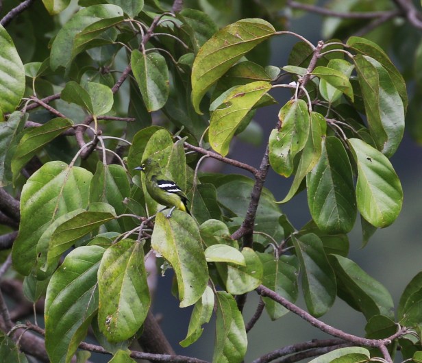 Green Iora 3P7A4365 - Copy.JPG