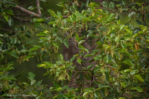 IMG_6241 - Hopea dipterocarp.jpg