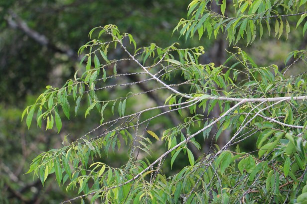 Indorouchera griffithiana IMG_0509 -