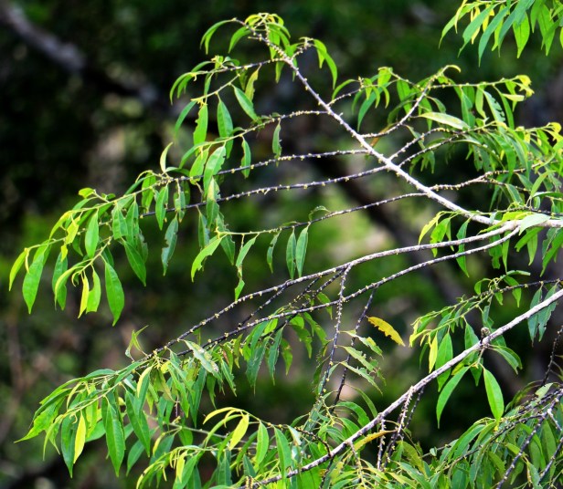 Indorouchera griffithiana IMG_0509.JPG