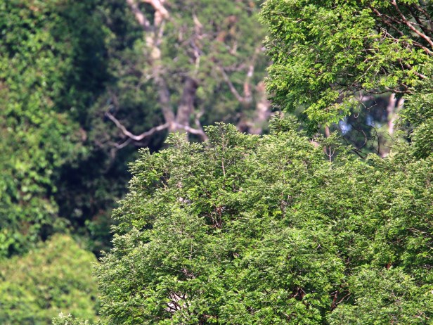 Koompasia excelsa IMG_1379.JPG