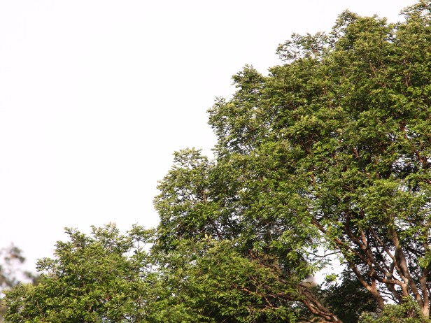 Koompasia excelsa IMG_1381.JPG