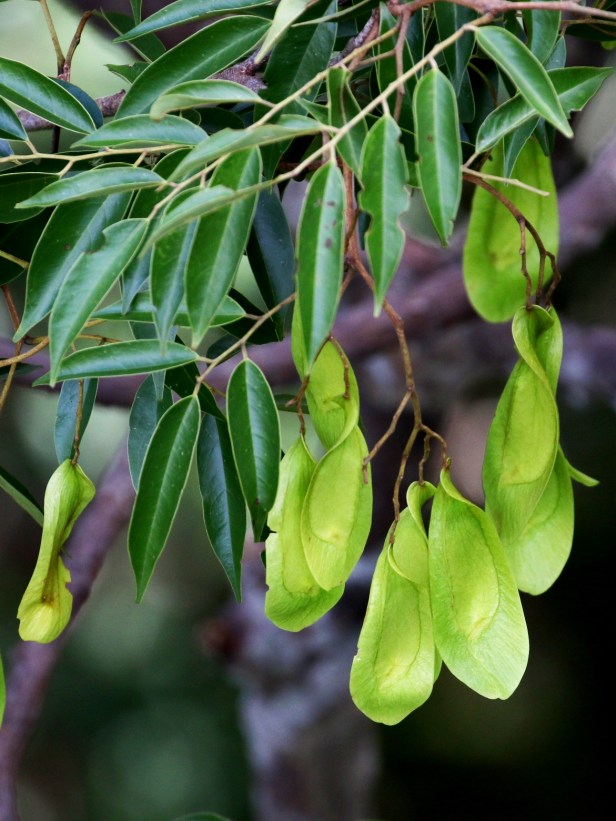 Koompasia malaccensis seeds 3P7A3954