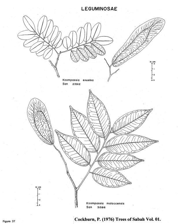 Koompasia species .jpg