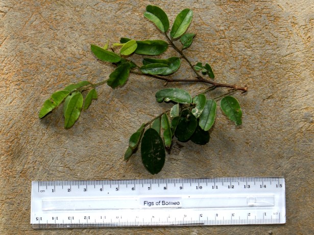 Koompasis excelsa IMG_0788