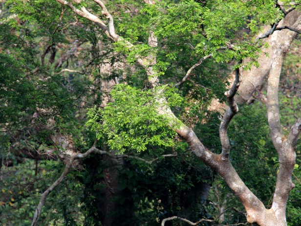 Koompasis excelsa IMG_1378.JPG