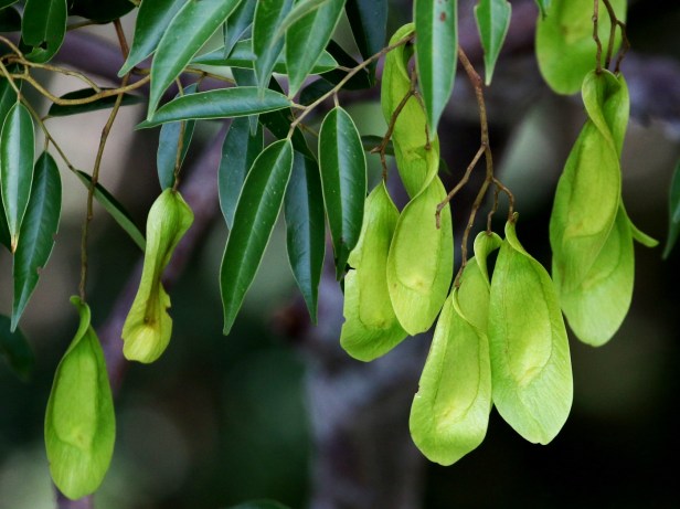 Koompasis malaccensis 3P7A3957.JPG