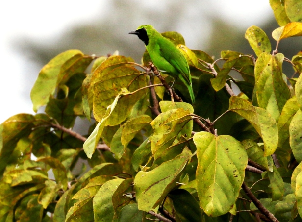 Male Greater Green Leafbird 3P7A4300.JPG