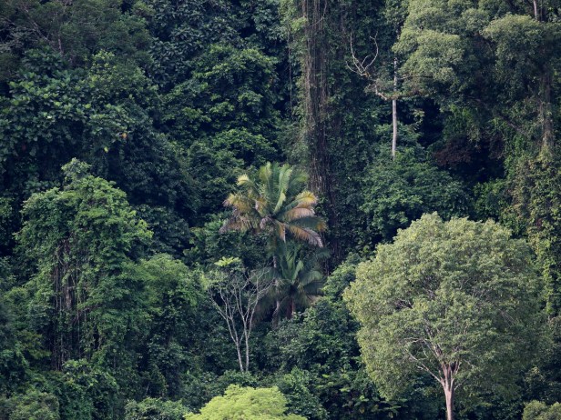 Oncosperma horridum 3P7A3504.JPG