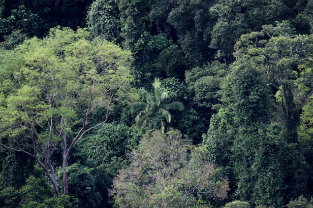 Oncosperma horridum 3P7A3505