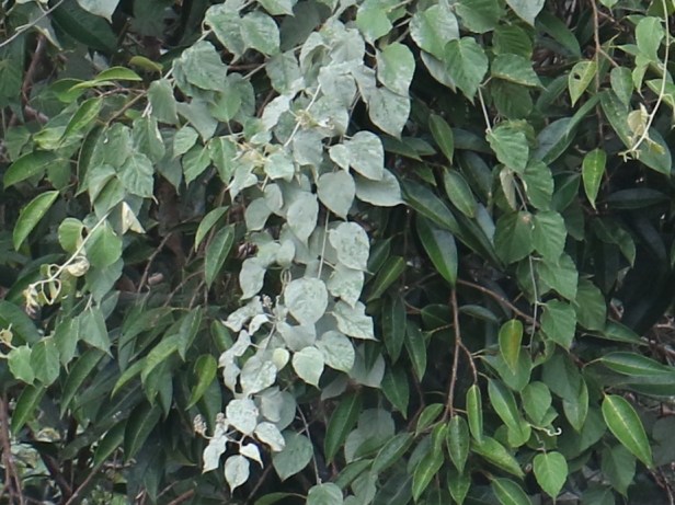 Pink flower liana close up  leaves P7A0894 - Copy.JPG