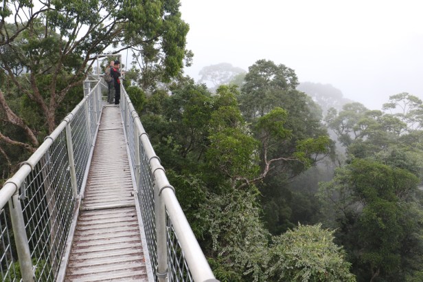 Pink flower liana lower right 3P7A0893