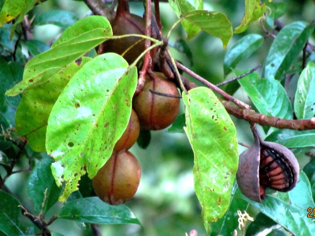 Pterygota alata IMG_1103 - Copy