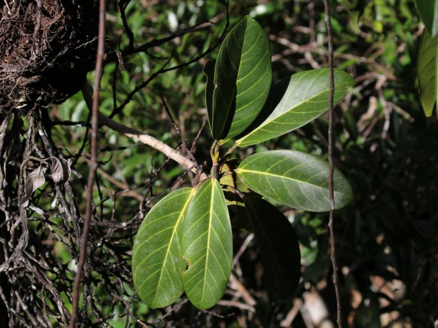029.04 Stupenda 3P7A3930